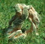 terra cotta entwined pair