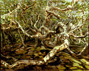 Storm-gnarled beech tree in dappled sunshine through leafy canopy at Cedar Tree Neck wild-life sanctuary, West Tisbury.
