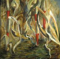 dried corn stalks