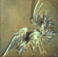 storm-killed seagull splayed out on sand like a fallen angel