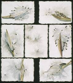 exploded pods and seeds of butterfly weed on white background, 7 paintings arranged over black